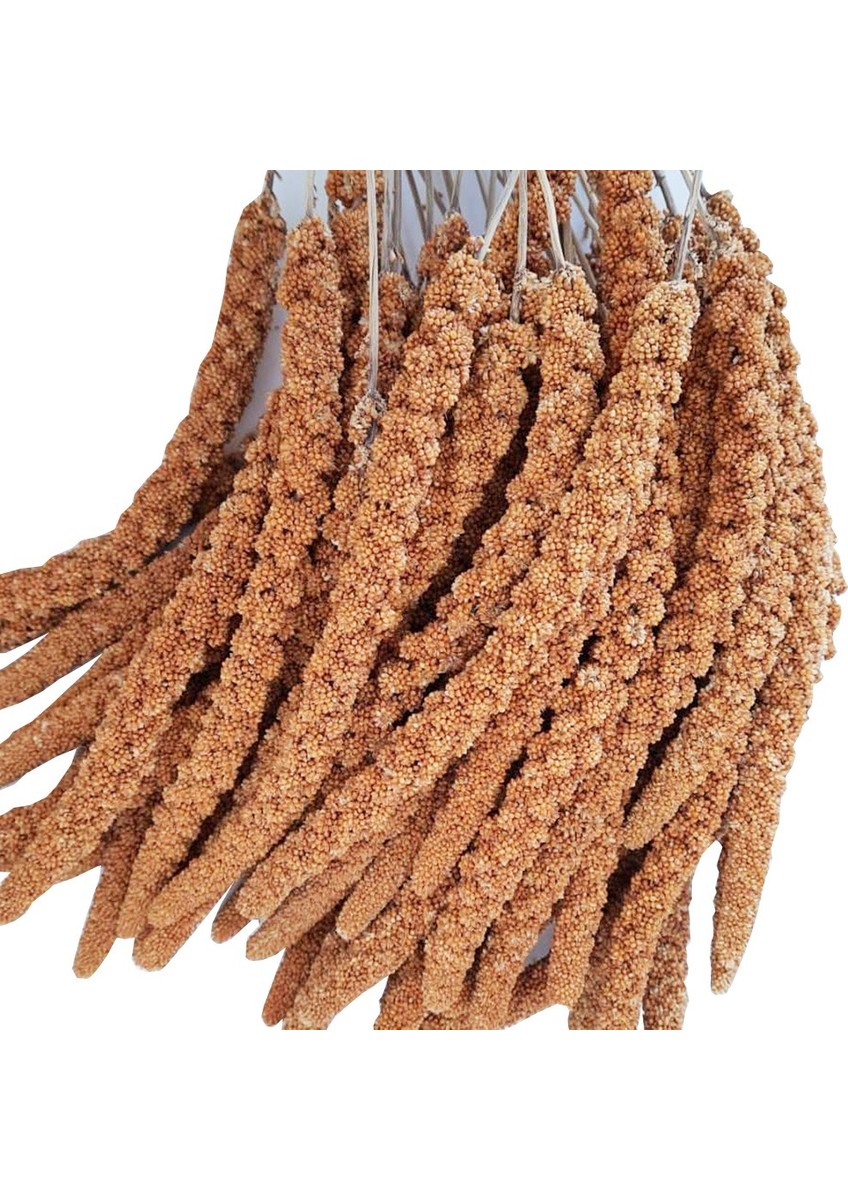 Bilinmiyor Açık Dal Darı